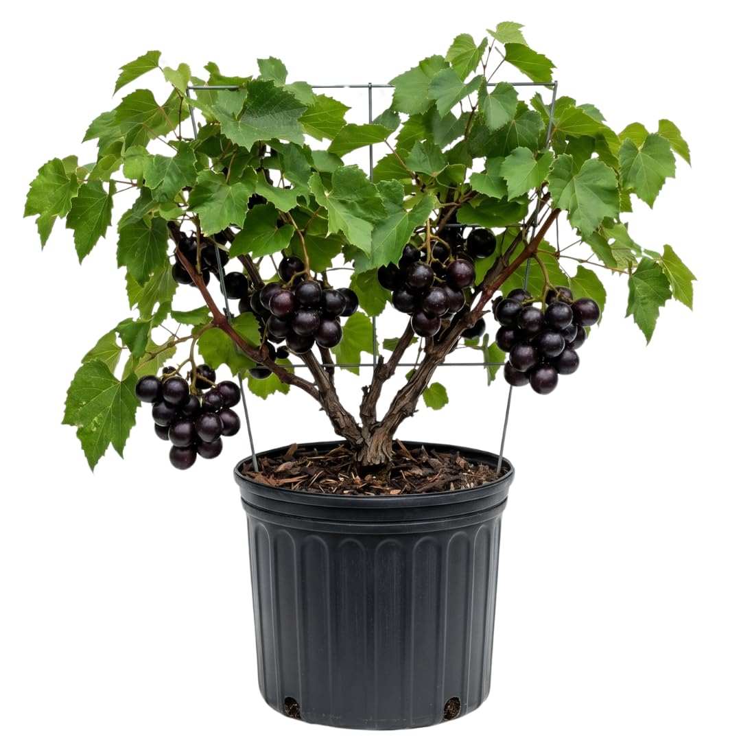 Hardy Sweet Muscadine Grape Vine Plant, Outdoor Climbing Fruit Vine in 1 Gallon Pot, Sweet Edible Fruit Vine for Trellis and Landscape Growing