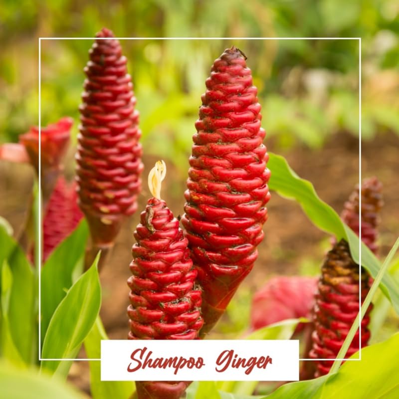 6 Shampoo Ginger Roots for Planting, Perennial Awapuhi Zingiber Zerumbet Ginger Rhizomes, Hawaiian Ginger Lily Plants