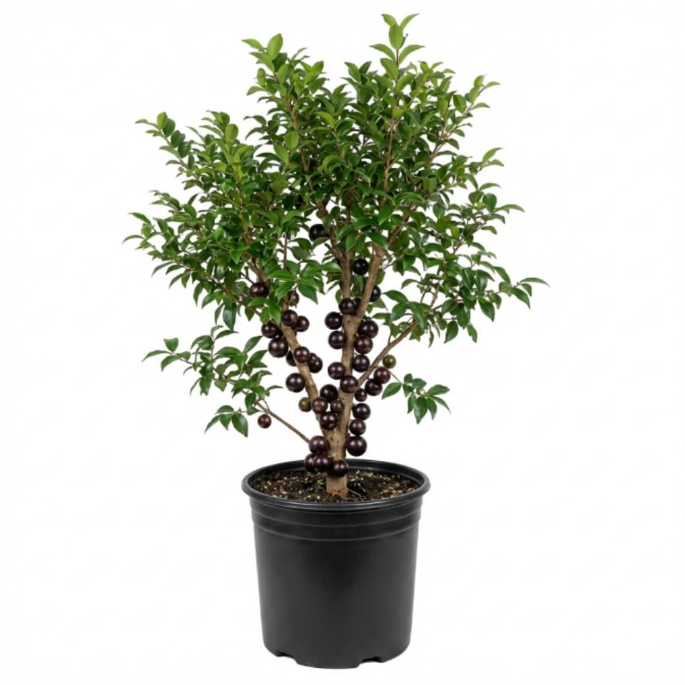 Jaboticaba Tree Plant, 1-2 Ft Tall Black Jaboticaba Fruit Live Plant in 3 Gallon Pot, Perennial, Tropical Fruit Plants, No Ship to CA