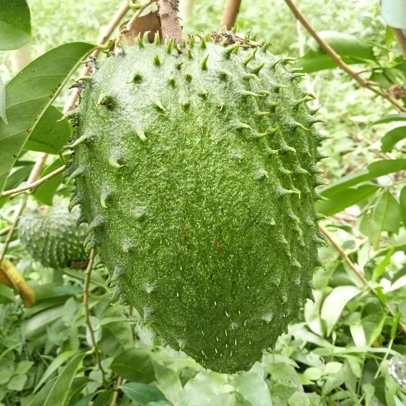 Guanabana Giant Soursop Tree Live Plant, Sweet Soursop Fruit Tree in 1 Gallon Pot for Planting Outdoors, No Ship to CA