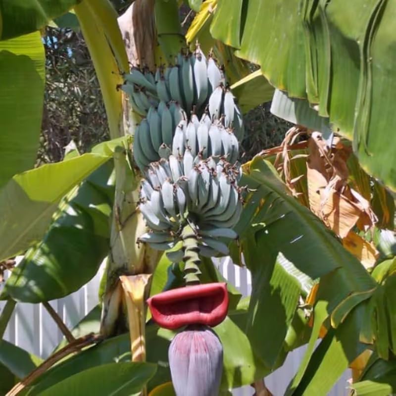 Blue Ice Cream Banana Tree Live Plant 4–7″ Tall, Tropical Banana Plant, Fast Growing, Indoor and Outdoor Growing