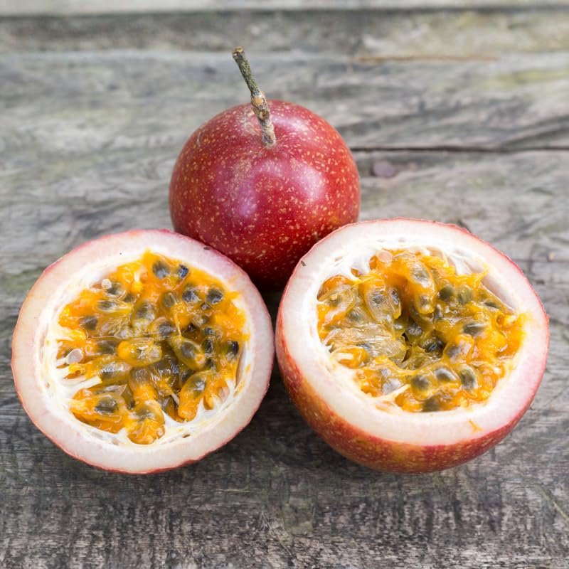 Red Passionfruit Live Plant 1 Gallon - 2-3 Ft Tall Edible Passion Fruit Passiflora Plant Vine, High Yielding, No Ship to CA