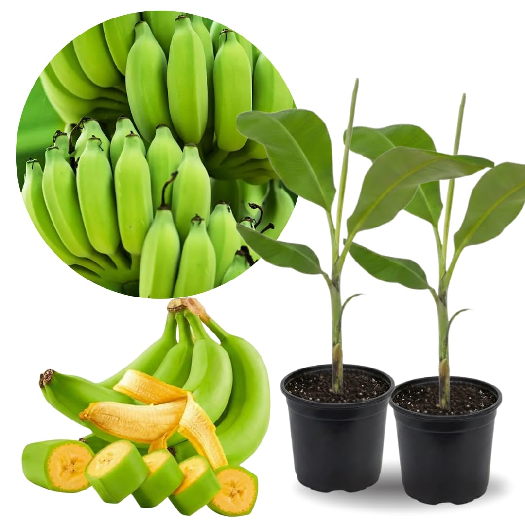 2 Yellow Banana Trees Live Plants Well-Rooted, High Yield and Easy to Grow Banana Plants, 4-9 Inc Tall, No Pot, Cold Hardy, Compact Size