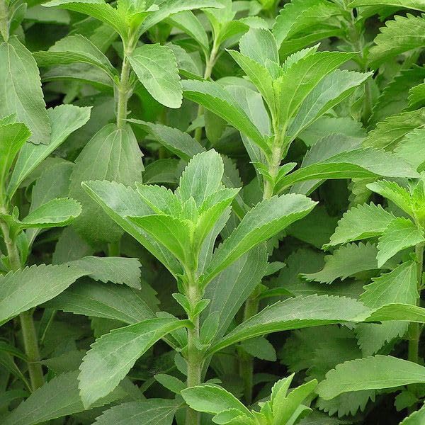 Set of 2 Stevia Plants Live 4–6'' Tall, Fragrant Herb Plant for Containers or Garden Growing, Well Rooted Herbs