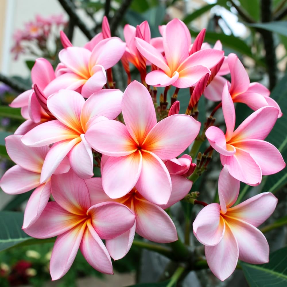 Set 2 Pink Plumeria Plant Cutting Flowers, Rare Plumeria from 10 to 12 Inches Unrooted Cutting, Fragrant Tropical Flowers for Landscaping