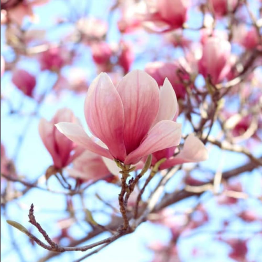 1 Year Old Saucer Magnolia Tree in 2.5" Pot, Fragrant Pink White Flowers, Dormant in Winter, 6-12 Inch Magnolia Trees Live Plants, No Leaf