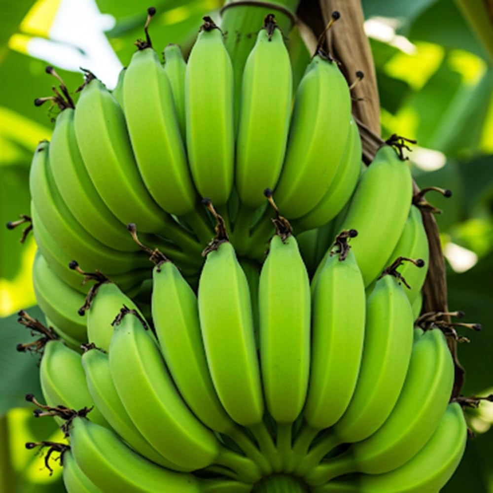 Dwarf Cavendish Banana Tree Live Plant in 1 Gal Pot, Hardy Banana Live Plant, Live Banana Fruit Tree, 1-2 Year Old, Well-Rooted, No to CA