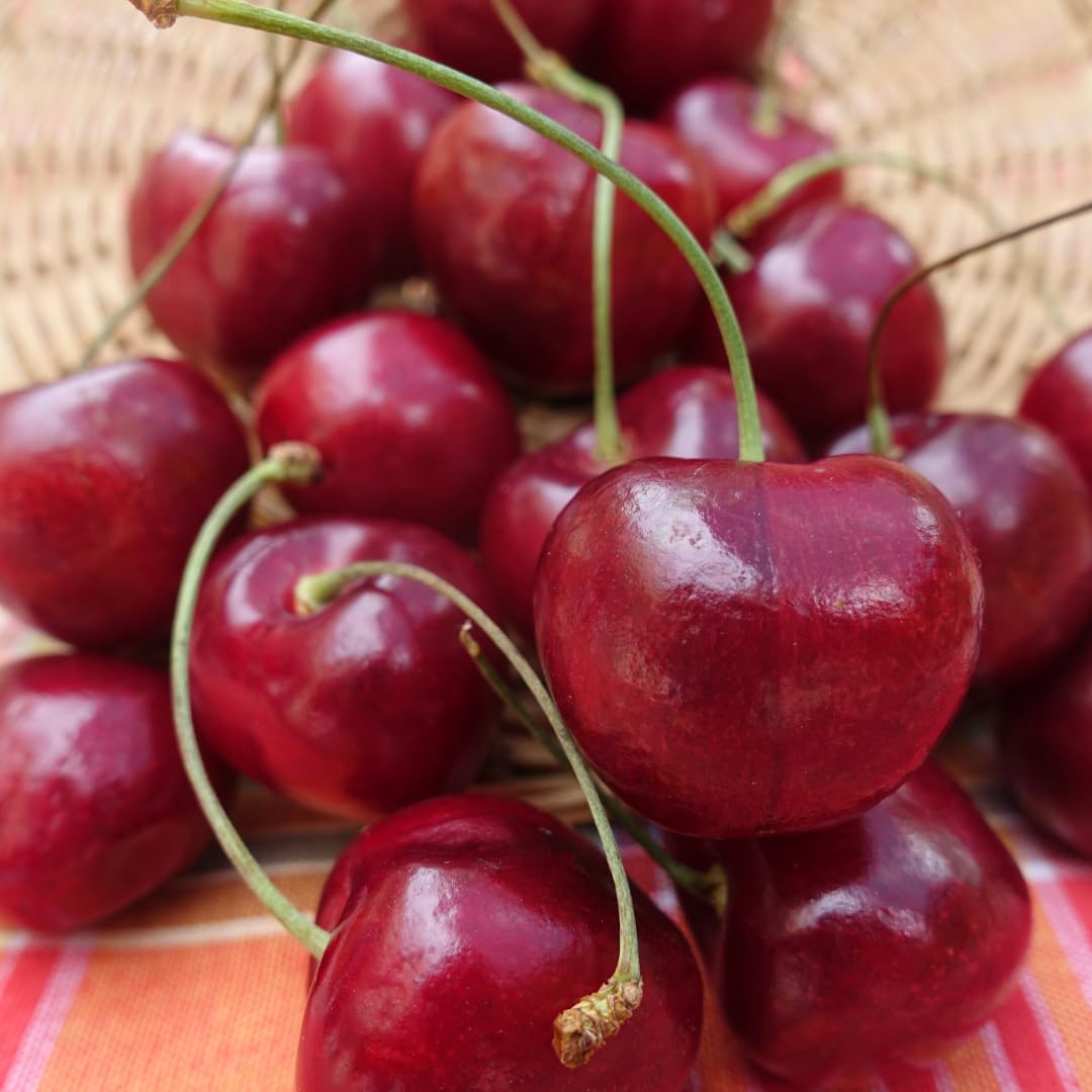 Cherry Tree Live Plant, Sweet Cherry Fruit Tree, Cold Hardy Outdoor Garden Tree, 3–4 Feet Tall in 3 Gallon Pot, Ready to Grow, No Ship to CA (Dark Red Cherry)