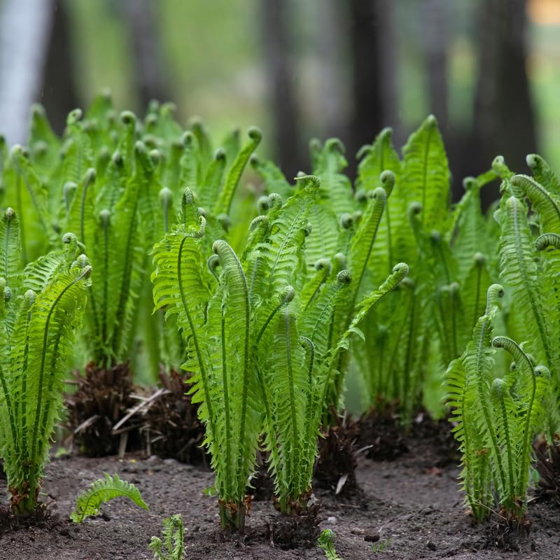 Set 5 Ostrich Ferns Bare Roots, Ferns Live Plants 4-6 Inches, Hardy Ferns for Shade for Outdoor Garden