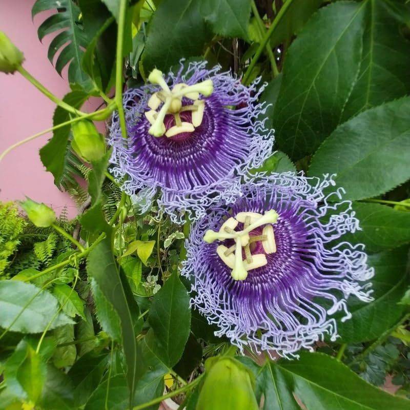 2 Purple Passion Flower Plants, 4-8'' Tall Red Passiflora Plant Vine for Planting, Vibrant Passion Flower Starter Plant for Home Garden and Containers, Well Rooted to Grow