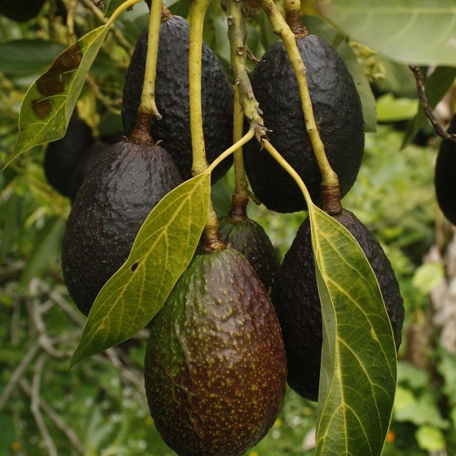 1.5-2.5 Feet Green Avocado Live Plant, Avocado Fruit Tree for Outdoor Planting, Perennial Plant