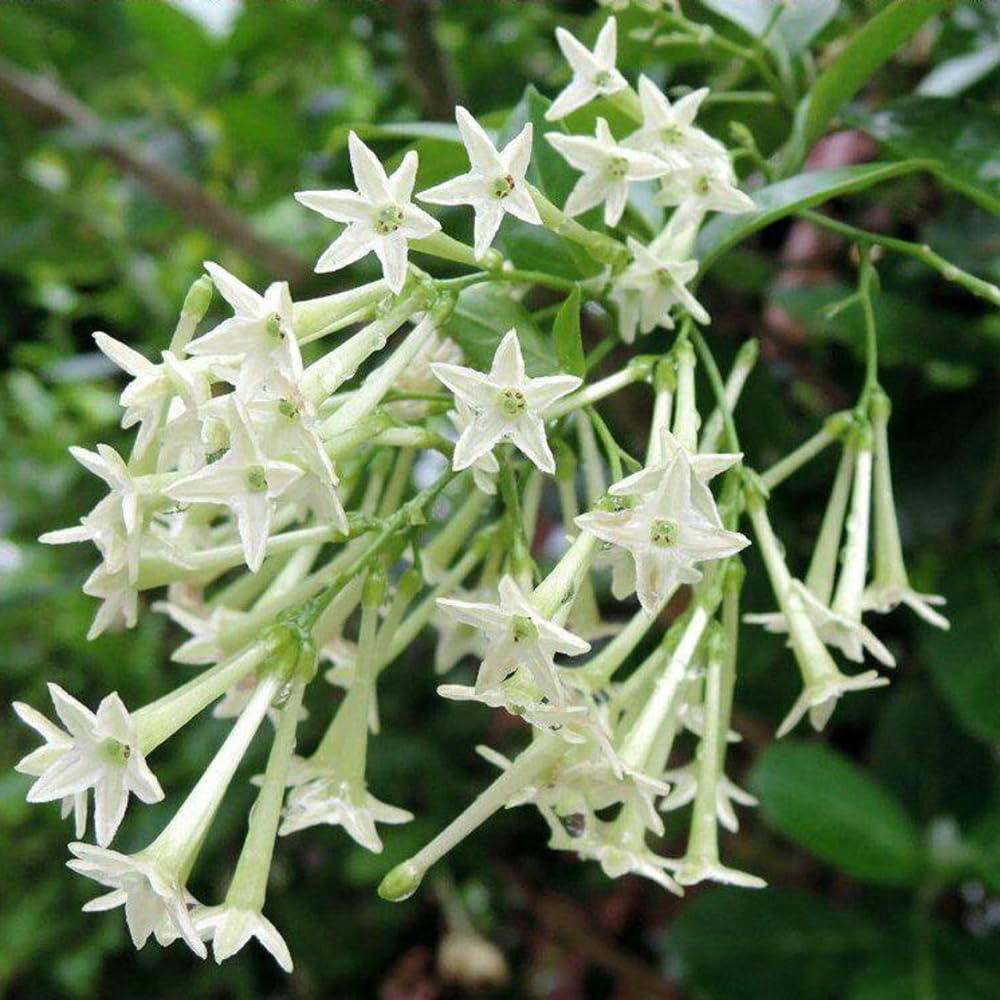 Set of 3 Night Blooming Jasmine Plants Live, 4-6" Tall, Fragrant Flowering Shrub