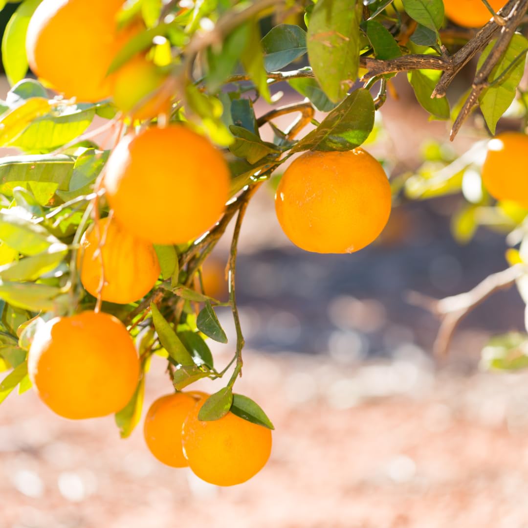 Valencia Orange Plant Live, Orange Tree, Sweet Citrus Tree, 4-5 Feet Tall in 5 Gallon Pot for Growing