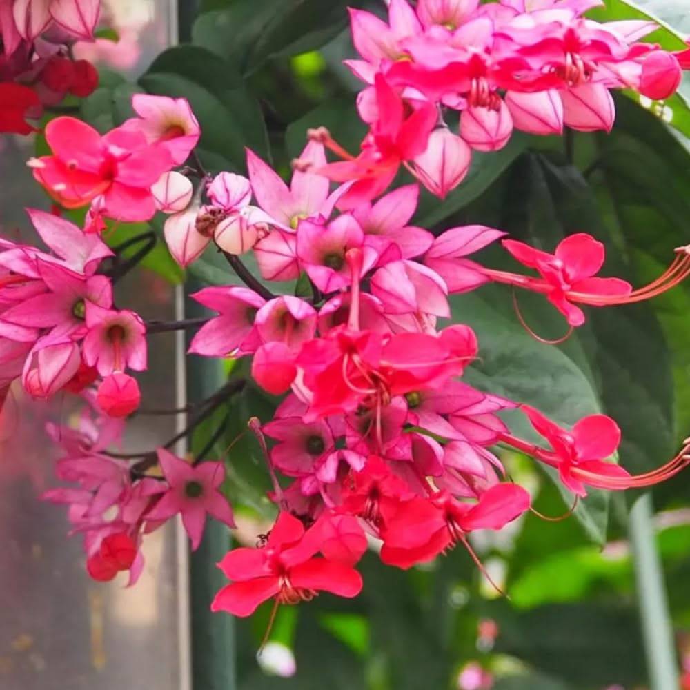 Set 2 Bleeding Heart Live Plants, Perennial Flowering Vine Plants, Fully Rooted 4-6 Inches, Containers and Garden Planting (Red Bleeding Heart Vine)