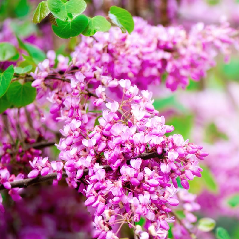 Redbud Tree Live Plant for Spring Planting, 6-15" in Tall, American Red Bud Tree Live Plant, 1 Year Old Well-Rooted