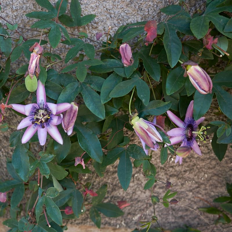 2 Lavender Passion Flower Plants, 4-8'' Tall Red Passiflora Plant Vine for Planting, Vibrant Passion Flower Starter Plant for Home Garden and Containers, Well Rooted to Grow