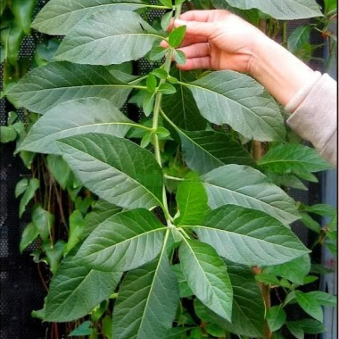 Packs 3 Longevity Spinach Plants Live, 4-6 Inc Tall Starter, Easy to Grow, High Yield, Fresh Spinach for Planting