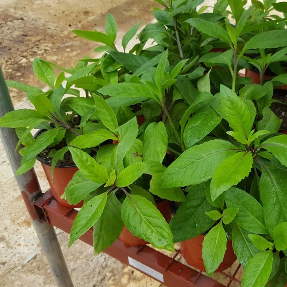 2 Longevity Spinach Plants, Live Spinach Herb Plants, 4-6 Inches