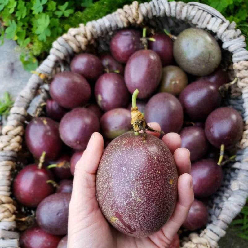 Purple Passion Fruit Tree Live Plant for Planting, Passion Fruit Plant 1 Gallon Pot, Sweet Edible Fruit Tree 24-30" Tall, No Ship to CA