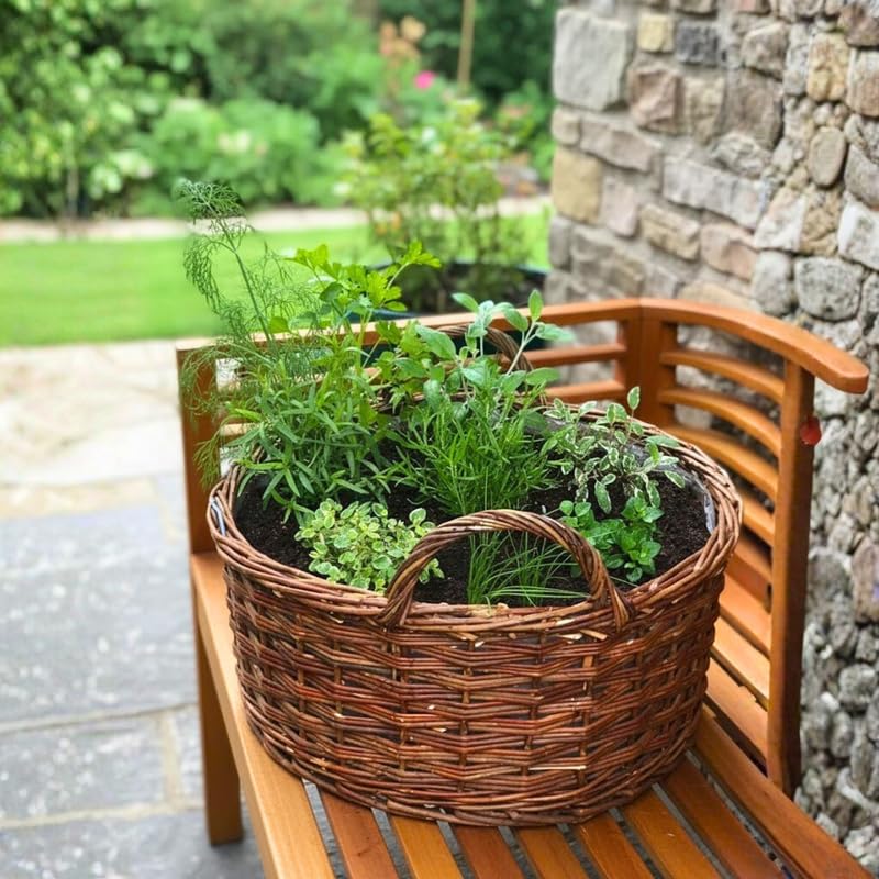 Pack 5 Herb Plants Assortment, Well Rooted Herb Plant Live 4-6'' Tall (Mint, Lemon Balm, Rosemary, or Additional Fresh Herbs), Random Fragrant Herbs Variety Pack for Outdoor Planting