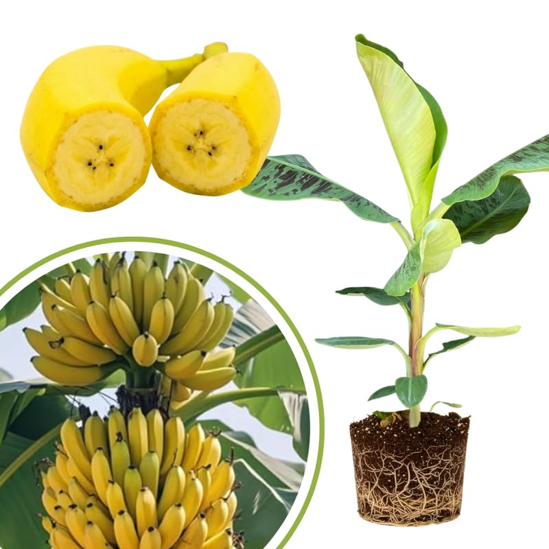 Banana Tree Live Plant 4–7″ Tall, Tropical Banana Plant, Fast Growing, Indoor and Outdoor Growing