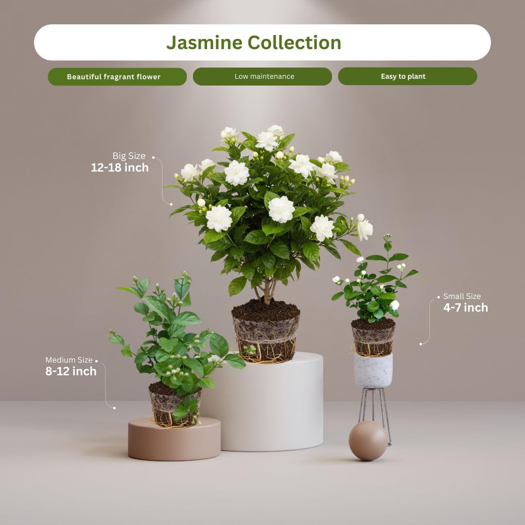 Grand Duke of Tuscany Jasmine Plants Live, Arabian Jasmine Plant Indoor, Fragrant Jasmines Flowers 4 to 7 Inch