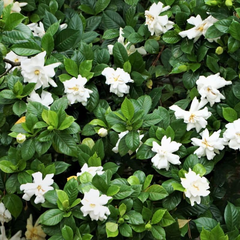 2 Maid of Orleans Jasmine Plants 4–8 Inch, Live Fragrant Jasmine Flowering Vine, Sweet Scented Blooms, Easy Care Indoor or Outdoor