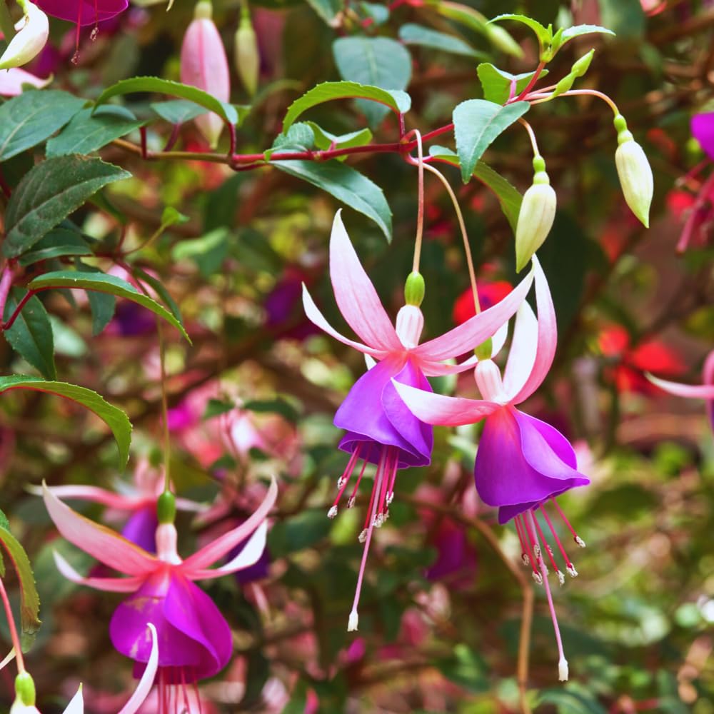 3 White Purple Fuchsia Live Plants, Fuchsia Plants Live, 4 and 8 Inc Tall, Gardening and Outdoor Patio