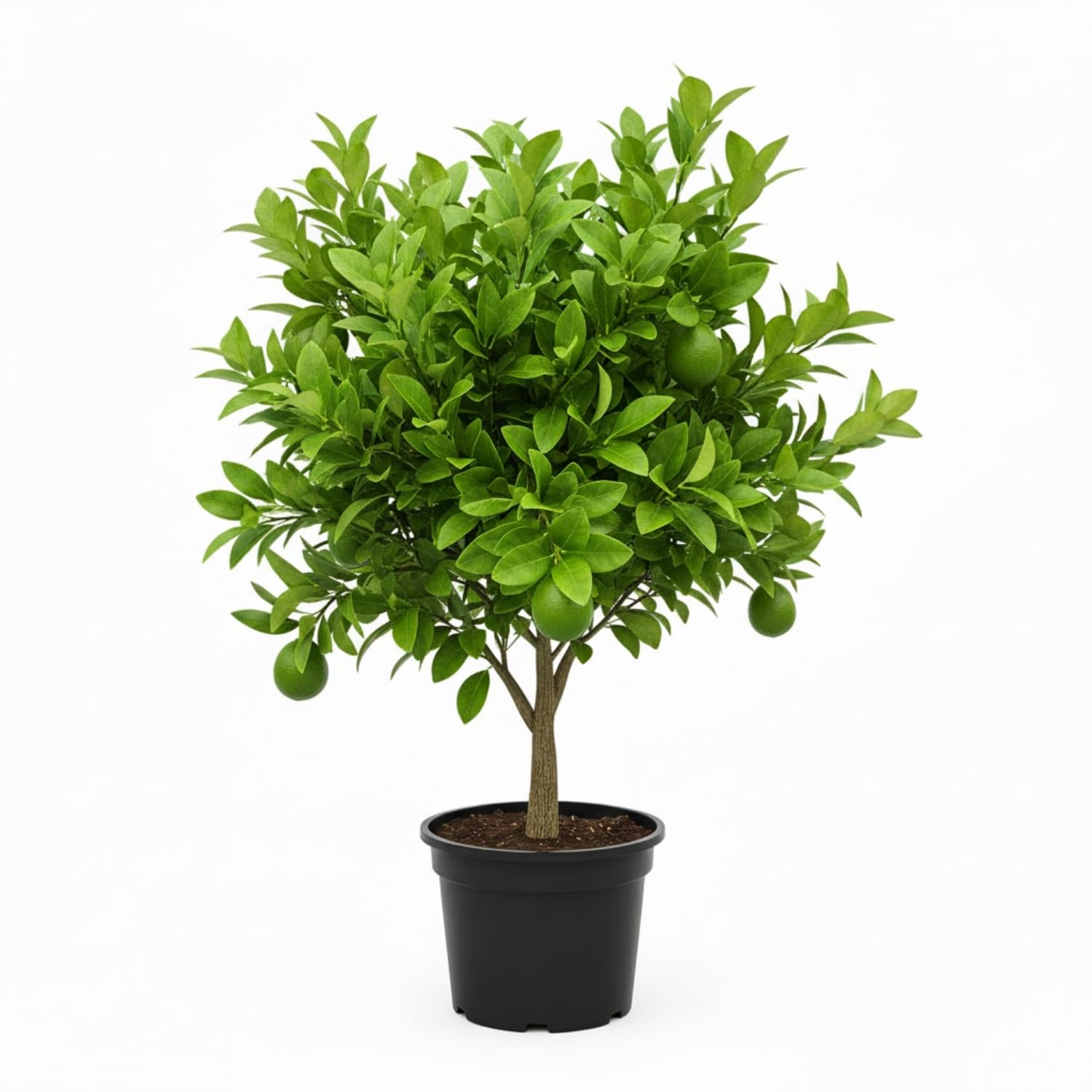 Seedless Lime Tree Live 3 Feet Tall, Potted Lime Fruit Tree Seedlings in 5 Gallon Pot, Citrus Plant for Indoor or Outdoor