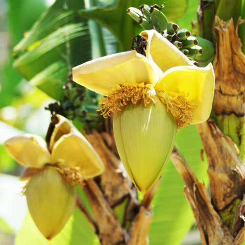 2 Basjoo Banana Plants Live, Cold Hardy Banana Tree Starter, Indoor Outdoor Planting, 4-6 Inches Tall