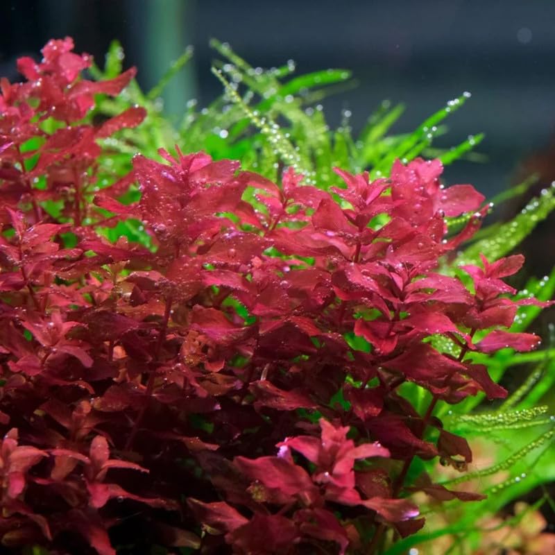 Red Rotala Plant Stems, Live Aquarium Plant - 1 Clump Bundle