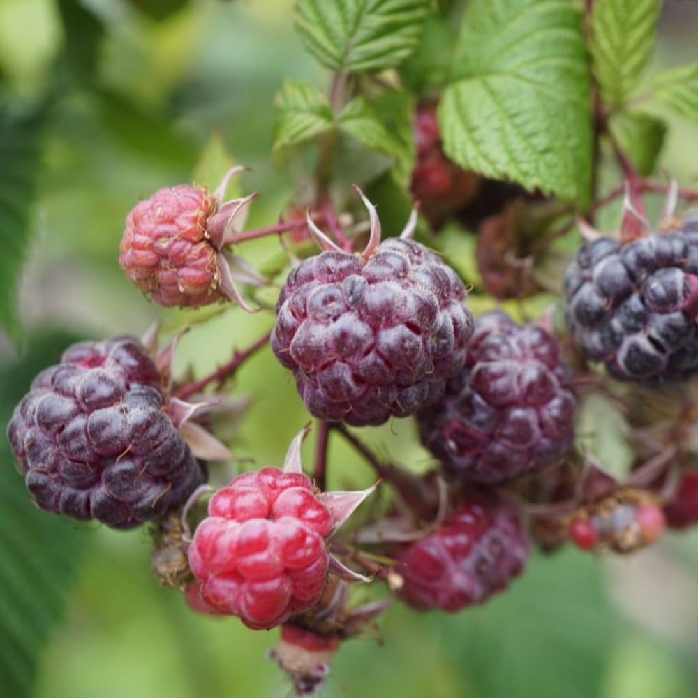 2 Glencoe Thornless Raspberry Plants Live, Sweet Raspberry Bush Shrub to Grow, Well-Rooted 4-8" in Tall, Cold Hardy