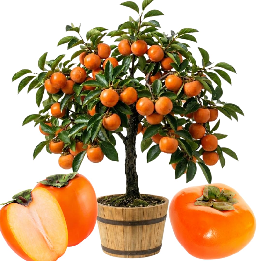 Ready to Bear Fruit Hachiya Persimmon Tree Live Plant in 3 Gallon Pot, 3-4 Feet Tall, Sweet and Cold Hardy, Dormant in Winter