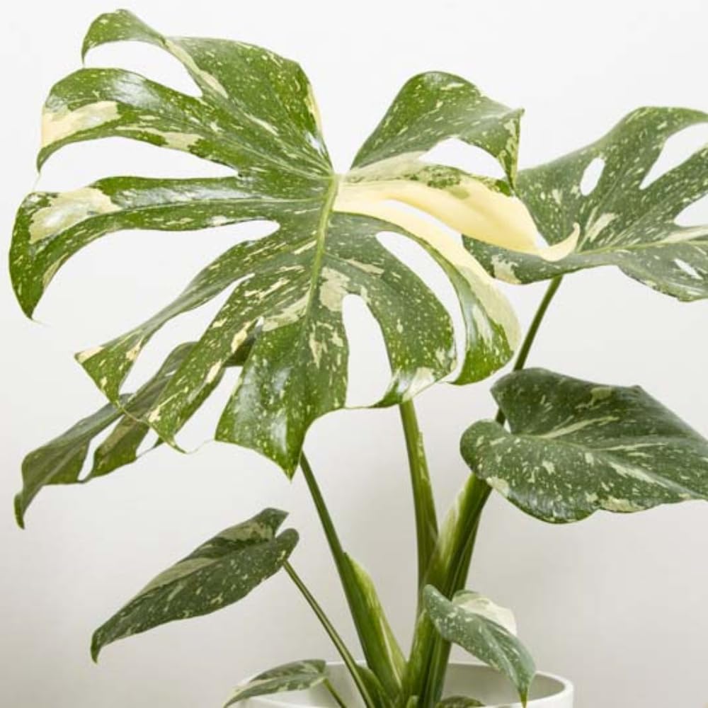 Variegated Monstera Live Plant, Rare Monstera House Plants Indoor, Well Rooted Starter Plant 4-7 Inches