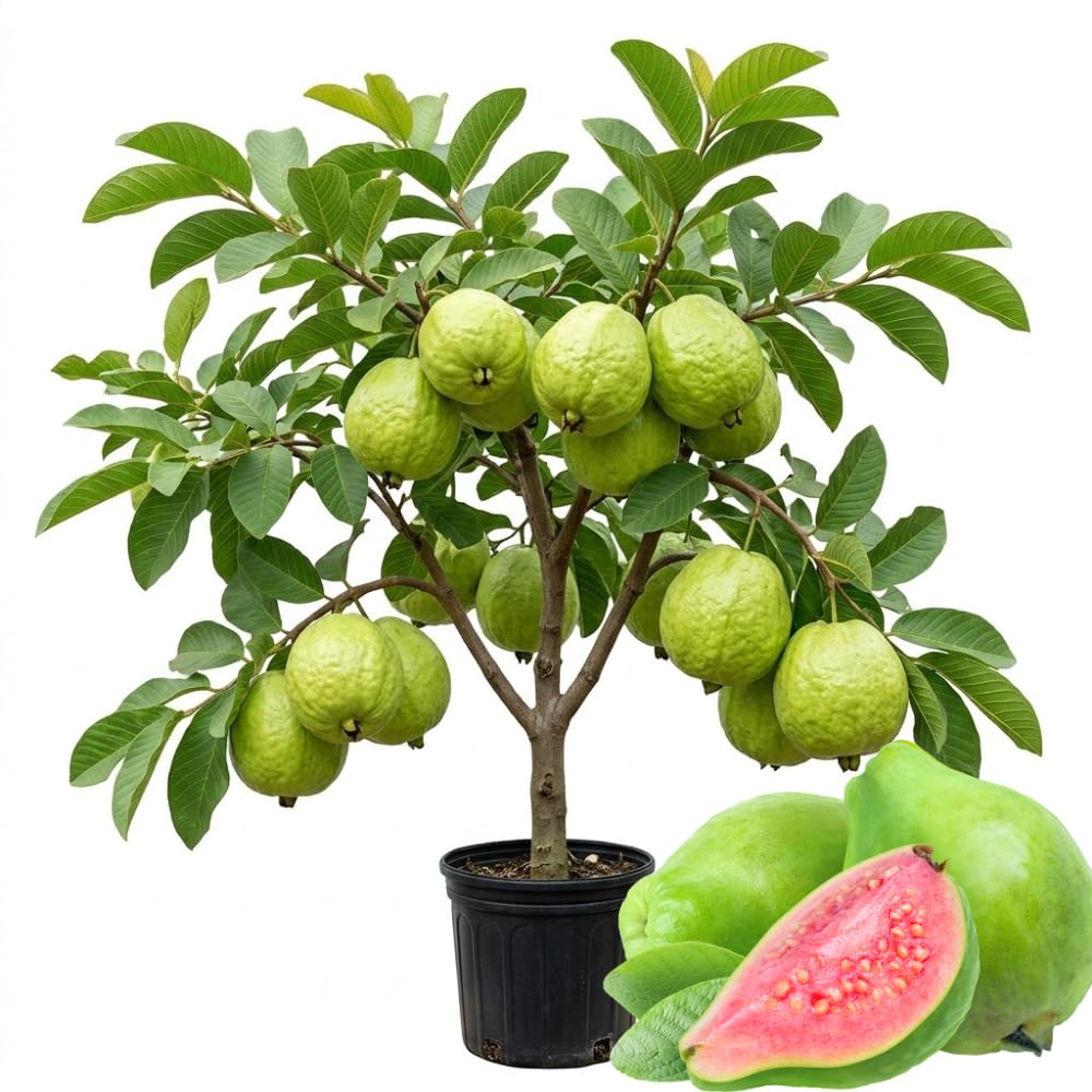 Pink Guava Plant Live, Hardy Tropical Guava Plant 3-4 Feet, Guava Fruit Tree Well Rooted in 3 Gallon Pot, No Ship to CA