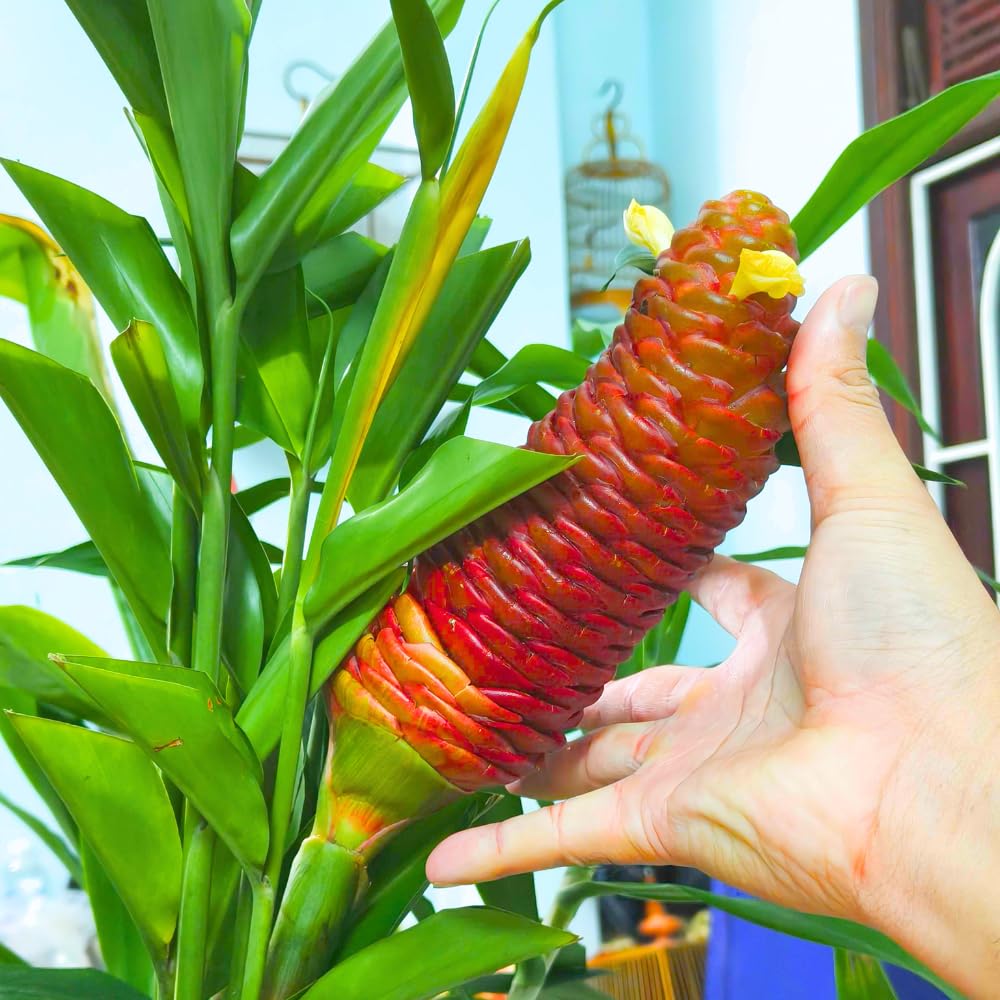 8 Awapuhi Shampoo Ginger Roots for Planting, Ginger Rhizomes Zingiber Zerumbet, Hawaiian Ginger Lily Plants for Perennial Growing