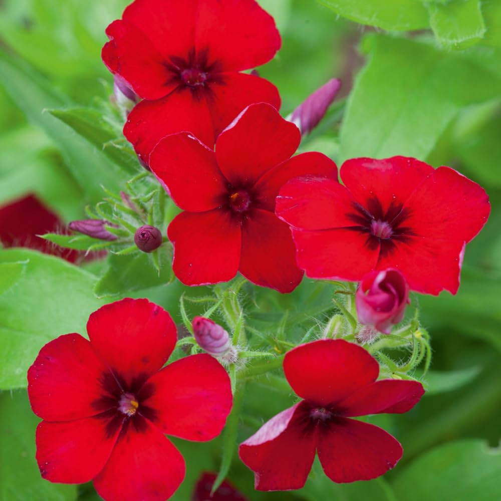 2 Red Creeping Phlox Plants Live Perennials, Creeping Phlox Live Plants, 4-6 Inch Tall, Ornamental Phlox Flowers Seedlings