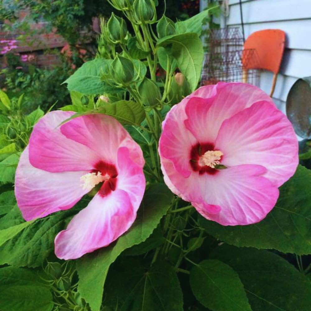 3 Pink Hibiscus Flower Plants, Hibiscus Tree Live Plant, 5 to 8 Inc Tall, Hardy Hibiscus Plants Live, Easy to Plant