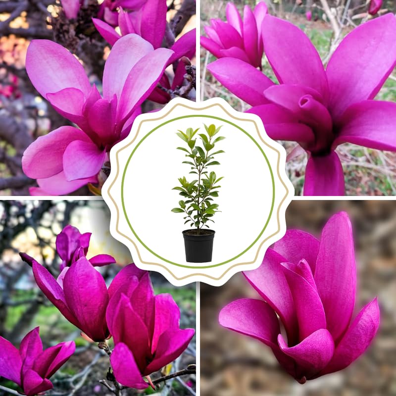 Ann Magnolia Tree Live Plant in 4-8 Inches, Fragrant Spring Blooms, Hardy Perennial Magnolia Flowers Potted Ready to Grow, Winter Dormant