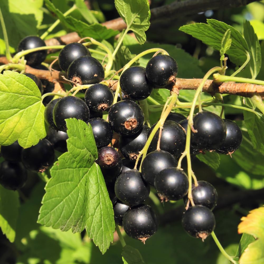 Consort Currant Plant Live, Currant Bush, Fruit Bearing Berry, 3-6" Tall