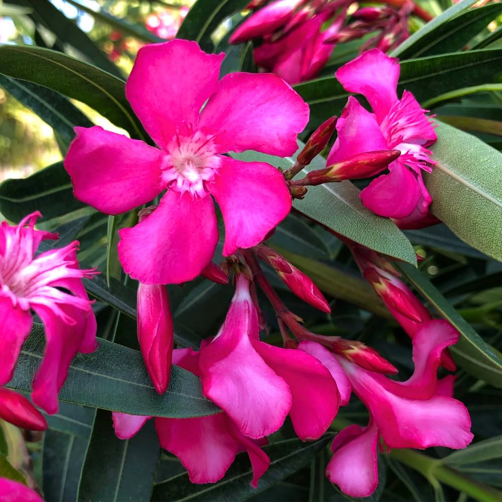 Pack 2 Pink Oleander Plants, 4-6 Inch Tall, Oleander Flower for Planting Outdoor