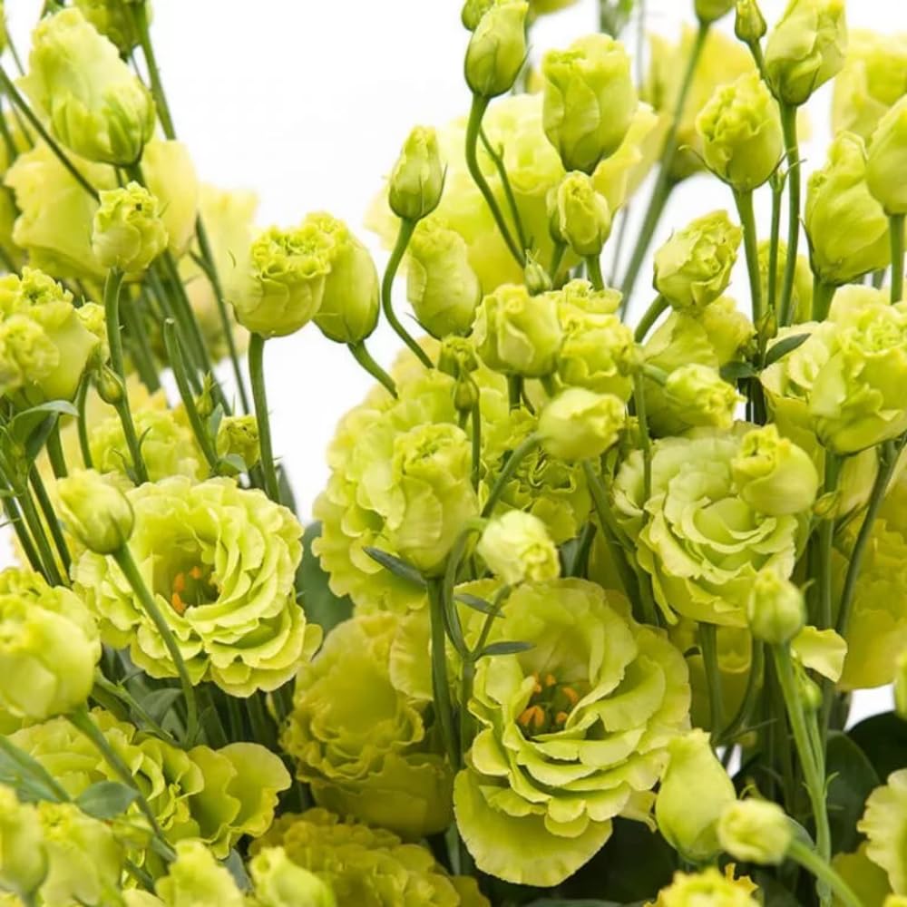 Green Eustoma Lisianthus Plants Live Plug Size, Well-Rooted 3-5" in Tall, Texas Bluebell, Thornless Love Rose Plant, Summer Fall Bloom