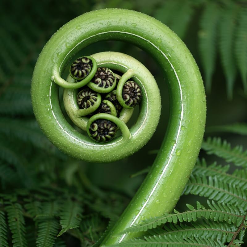 Set 5 Hay Scented Ferns Bare Roots, Ferns Live Plants 4-6 Inches, Hardy Ferns for Shade for Outdoor Garden
