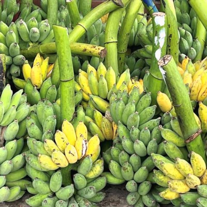 NAM Wah Banana Tree Live Plant 4–7″ Tall, Tropical Banana Plant, Fast Growing, Indoor and Outdoor Growing