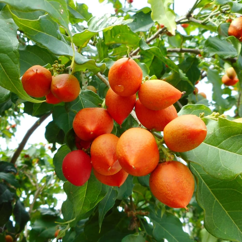 Peanut Butter Tree Live Plant from 4 to 6 Inch Tall, Peanut Seedling for Garden and Containers