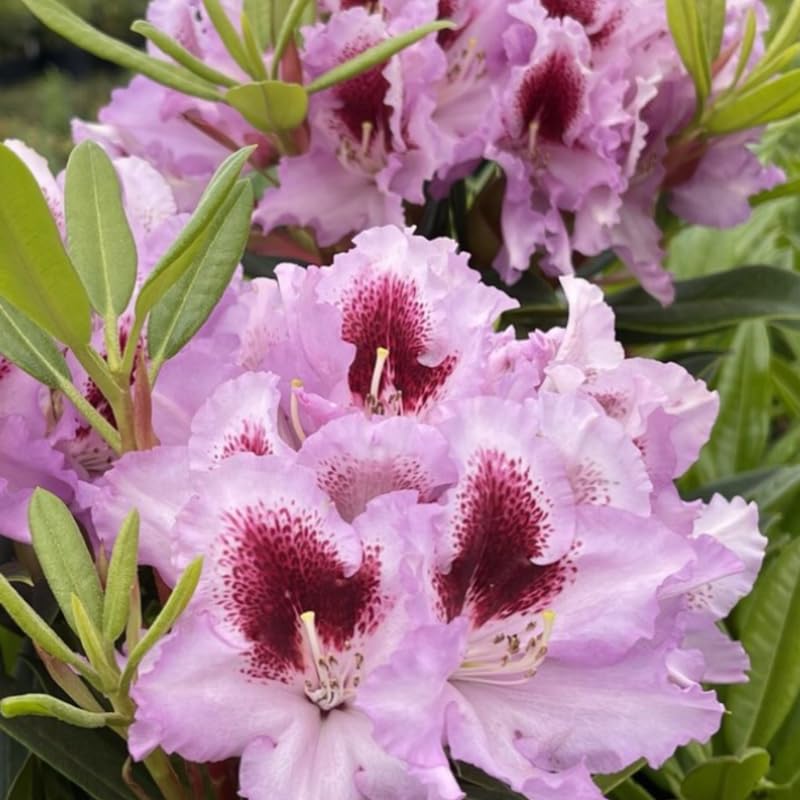 Pink Rhododendron Live Plant Shrubs for Outdoor Planting, Azalea Bushes Ready to Plant, Fragrant Rhododendron Plant Live