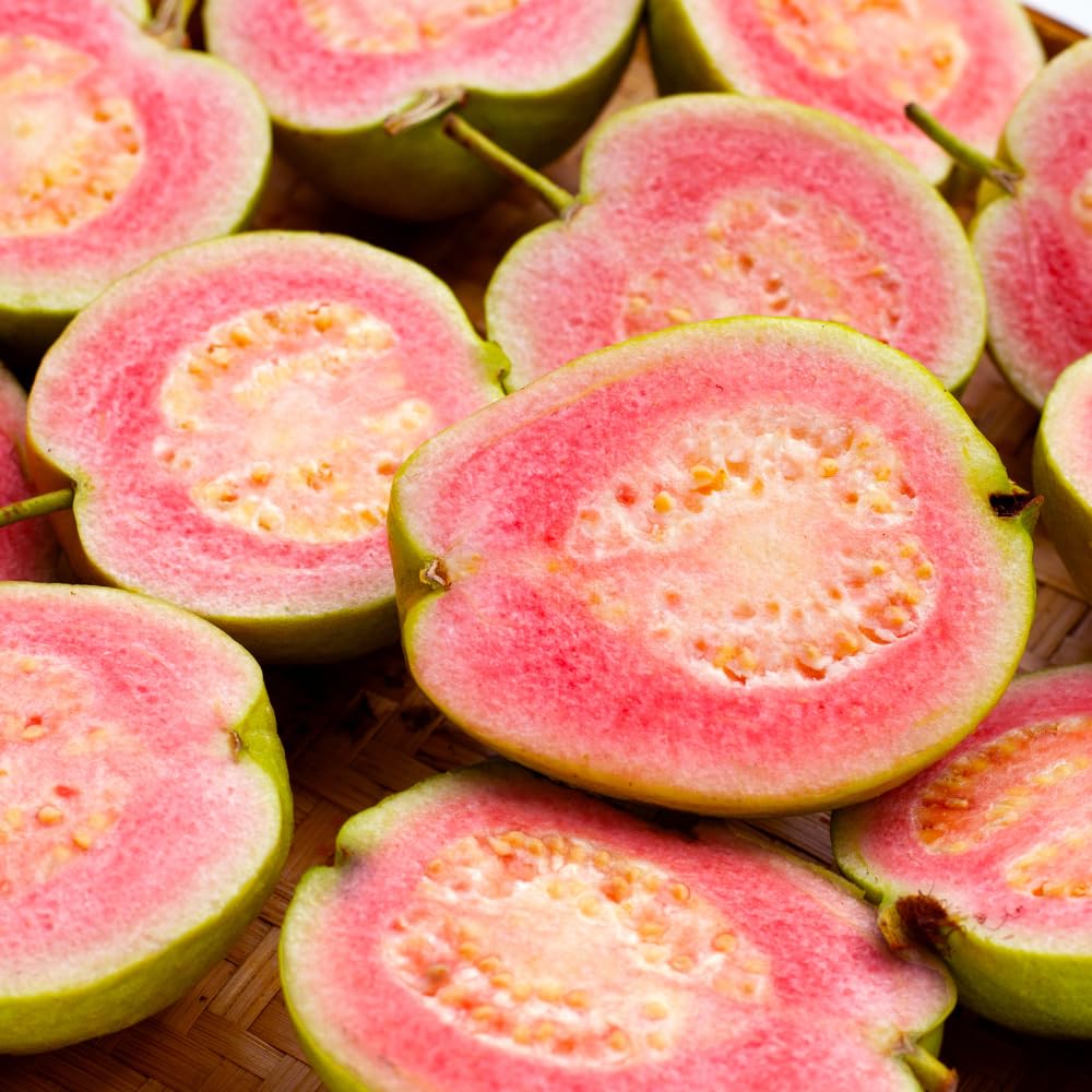 Pink Guava Tree Plant, 1-2 Ft Tall Guava Fruit Live Plant in 3 Gallon Pot, Perennial, Tropical Fruit Plants, No Ship to CA