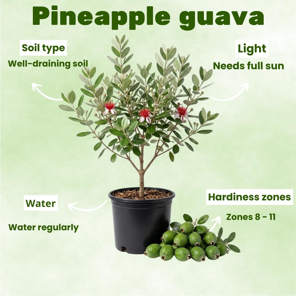 Pineapple Guava Live Plant, Cold Hardy Tropical Fruit Tree, Fully Rooted 3 Gallon, 2-3 Feet Tall, Outdoor Patio Garden Plant