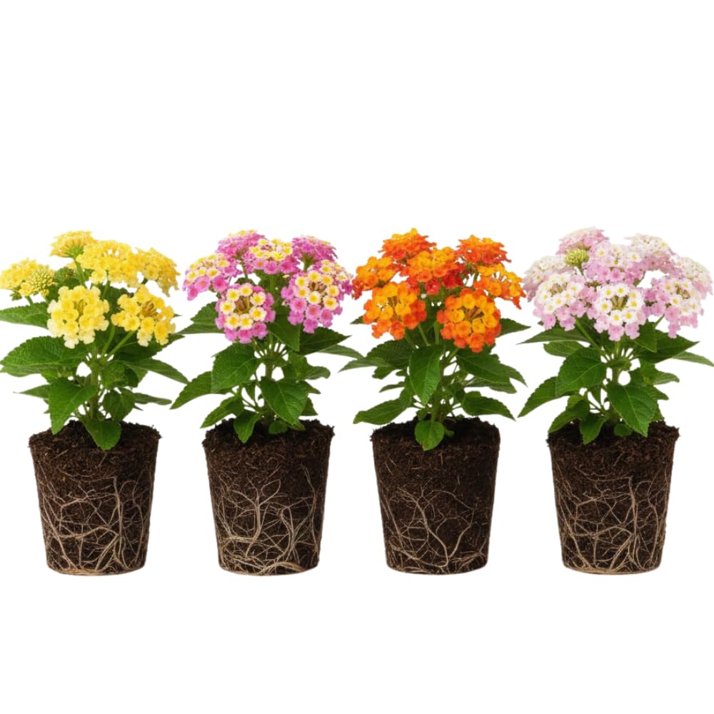 4 Mix Trailing Lantana Plants Live, Lantana Live Plants for Planting Outdoors Between 5 and 7 Inc Long Garden