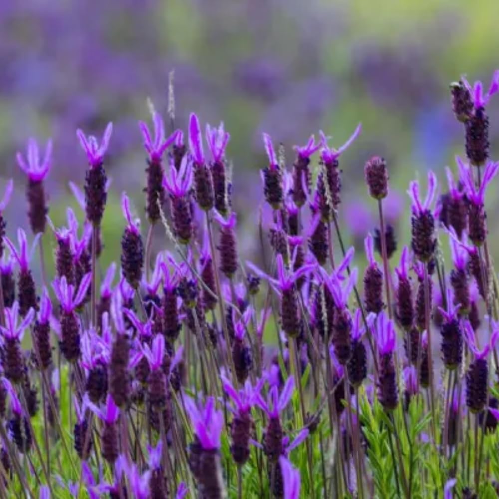 2 Lavender Plants, Live Lavender Flower Plant 2 to 4 Inch, Fragrant Shrub Indoor Outdoor Planting (Spanish Lavender)